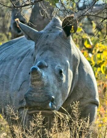 Farmhouse Lodge Matopos