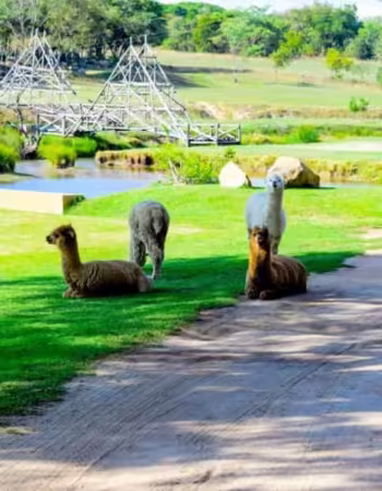Nyati Eco Game Park
