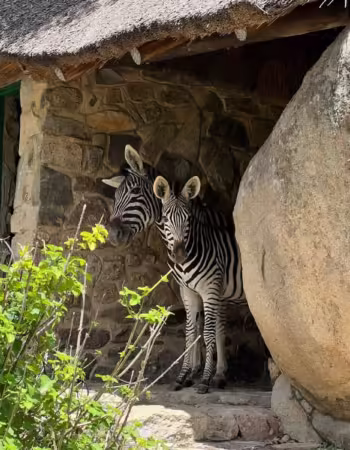 Nyati Eco Game Park