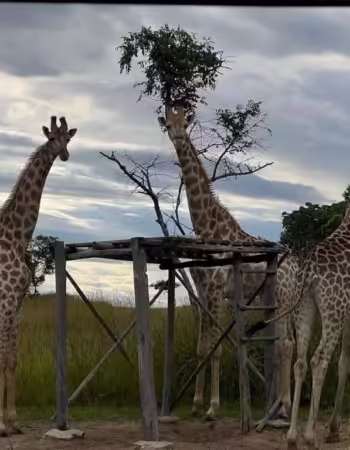 Nyati Eco Game Park