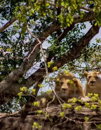 Nyati Eco Game Park