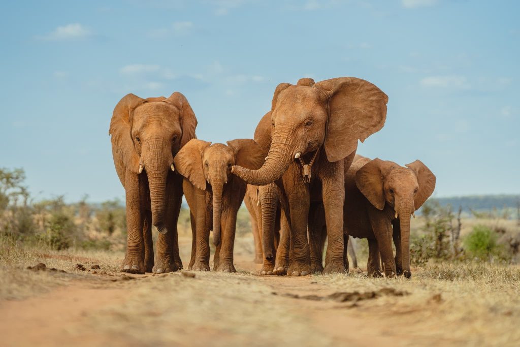 herd of elephant