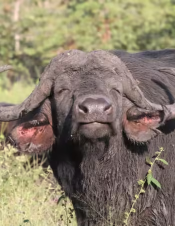 Sian Simba River Lodge