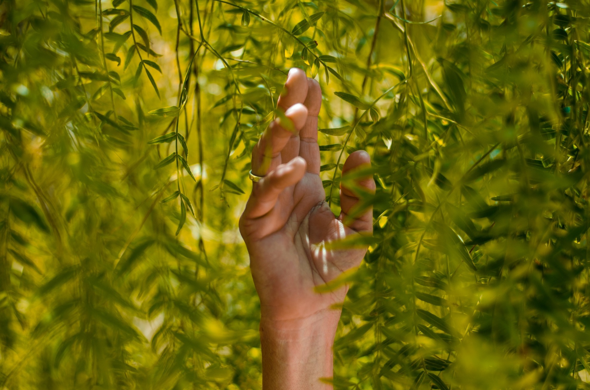 hand reaching out to branches