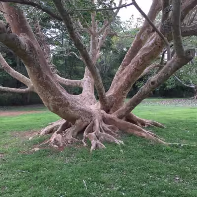 National Botanic Gardens