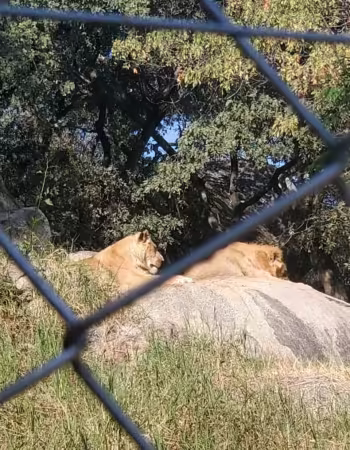 Lion Park Harare