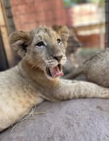Lion Park Harare