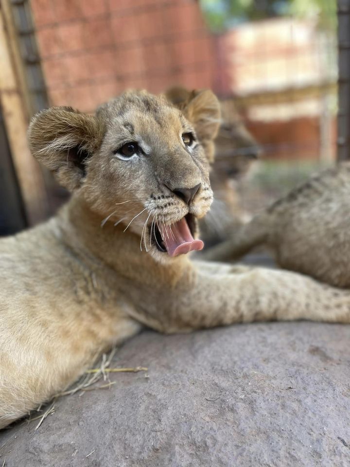 Lion Park Harare