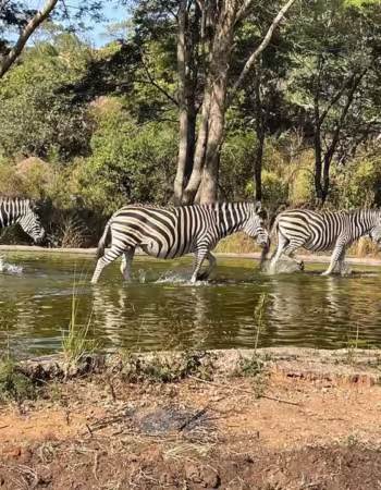 Lion Park Harare