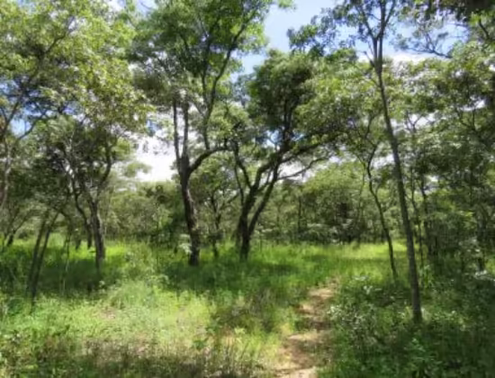 Mukuvisi Woodlands