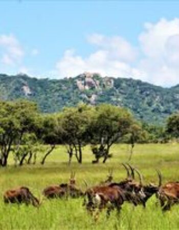 Thetford Game Reserve