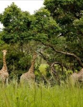 Thetford Game Reserve