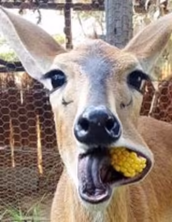 Twala Trust Animal Sanctuary