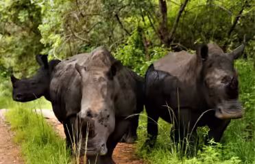 Thetford Game Reserve