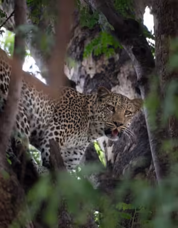 Chilo Gorge Safari Lodge