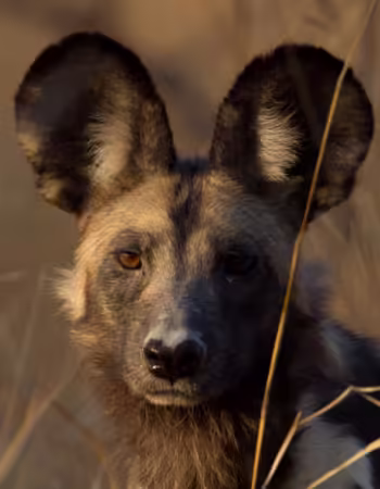 Painted Dog Conservation