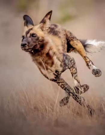 Painted Dog Conservation