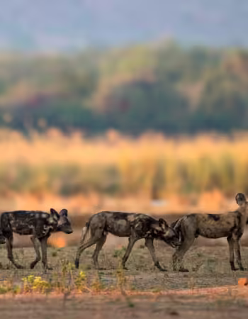 Painted Dog Conservation