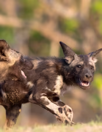 Painted Dog Conservation