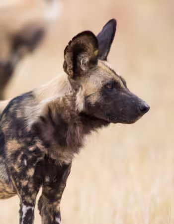 Painted Dog Conservation