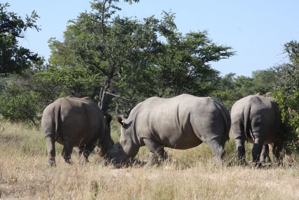 Black Rhinos, a symbol of resilience, roam the vast plains of Matobo National Park, Zimbabwe. 