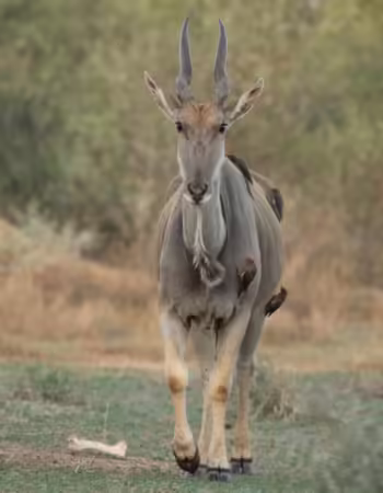 Sentinel Limpopo Eco Safaris