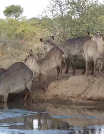 Sentinel Limpopo Eco Safaris