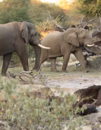 Sentinel Limpopo Eco Safaris