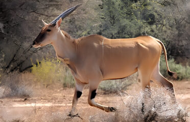 Tuli Safari Area