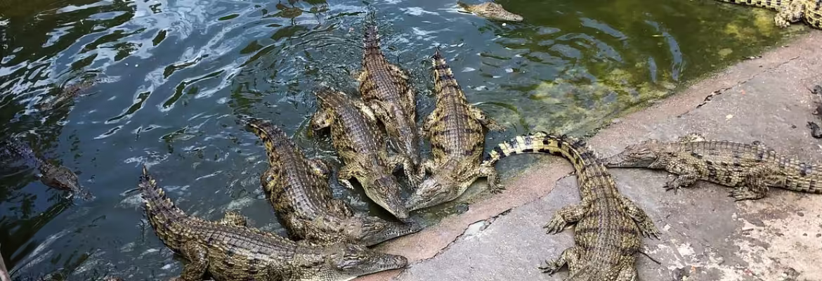 Victoria Falls Crocodile Park