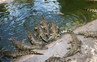 Victoria Falls Crocodile Park