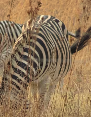 Makumbiri Game Park