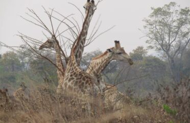 Makumbiri Game Park