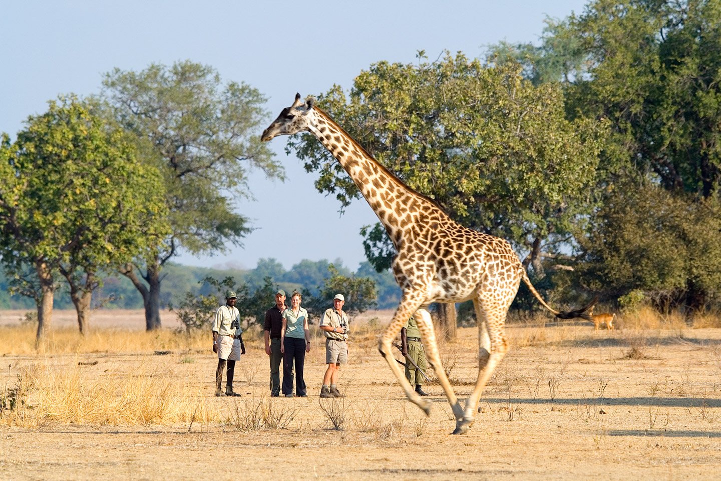 A group of people and tour guide on Walking Safaris