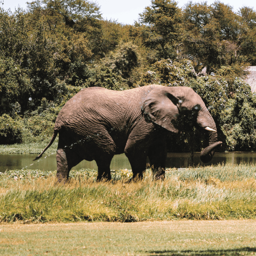 Elephant Interaction